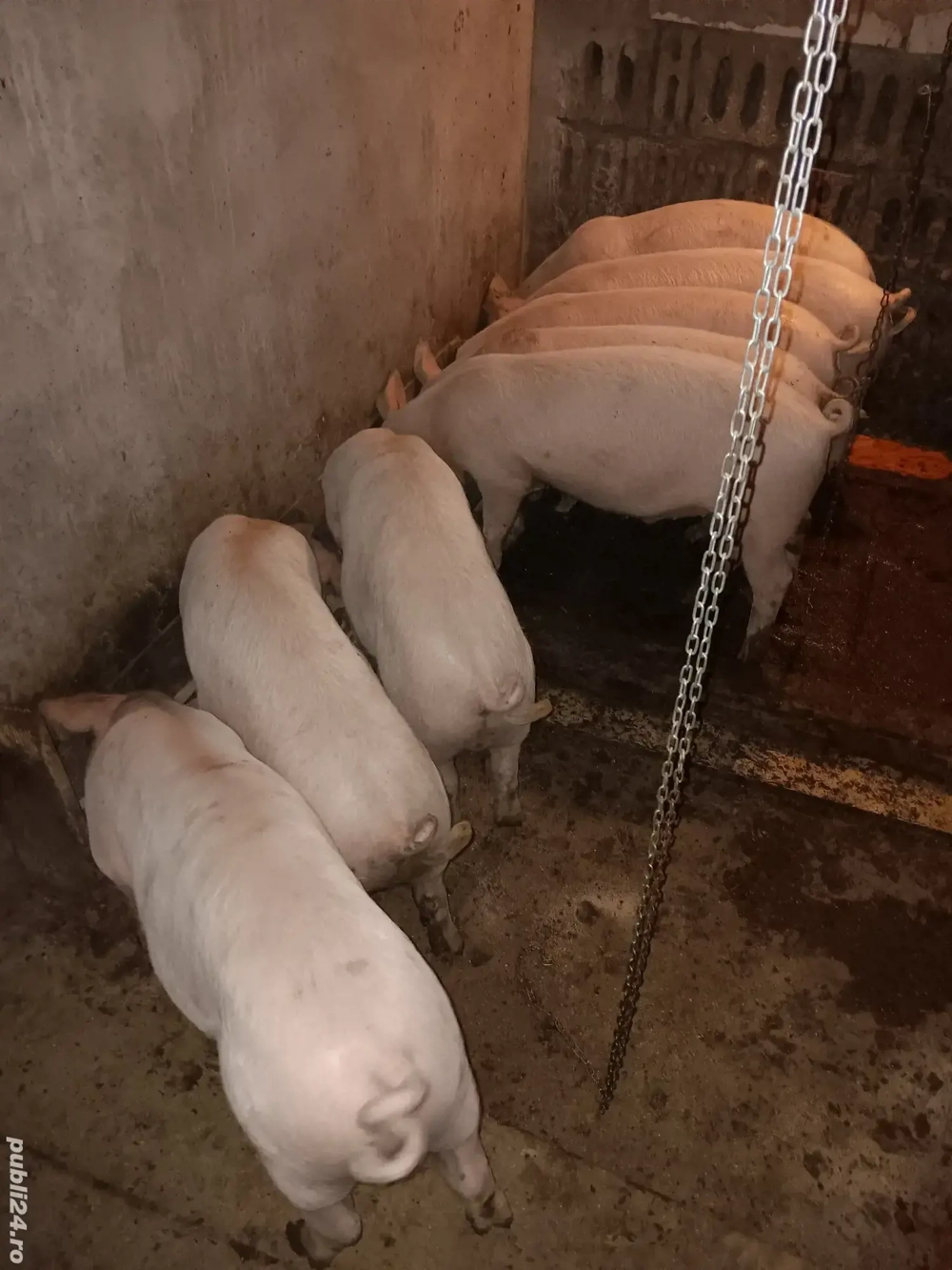 Șoldani de vânzare. 