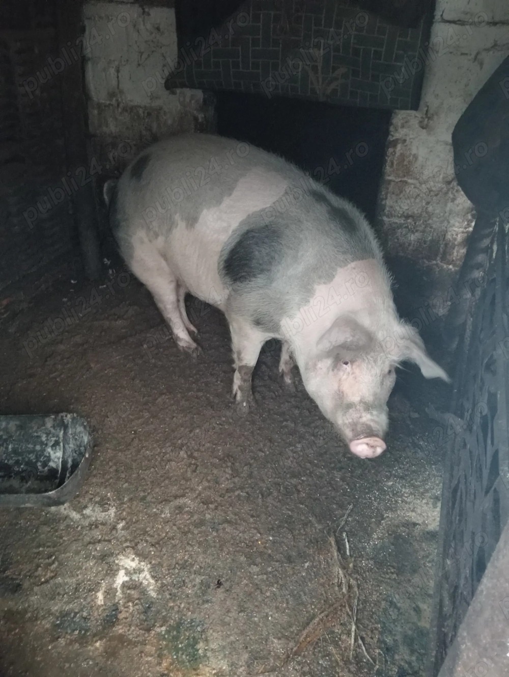 De vânzare porc sau purcea la alegere 