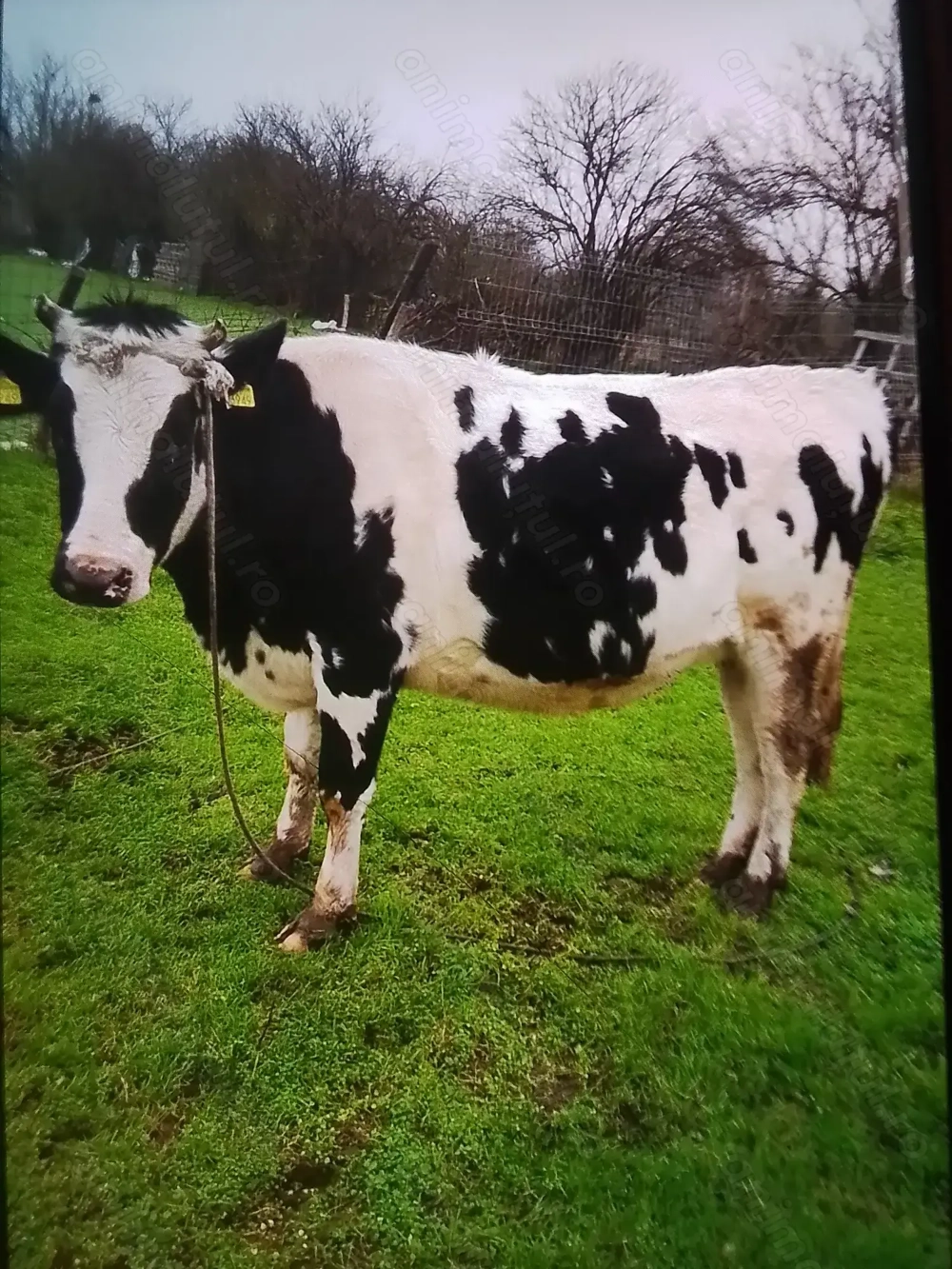 Vacă Bălțata Românească ce fată în trei săptămâni. 