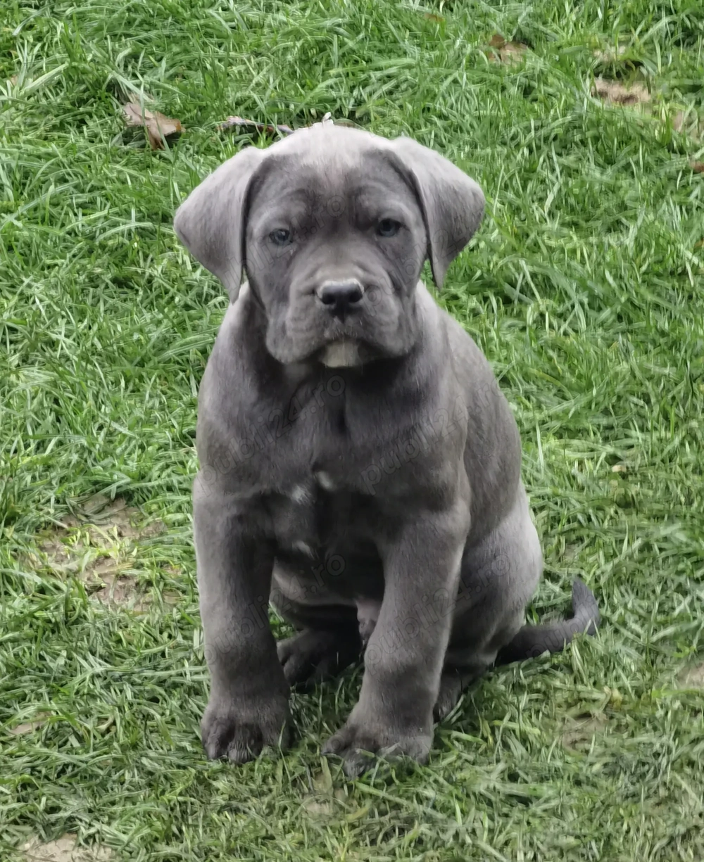 Pui Cane Corso Gri cu pedigree