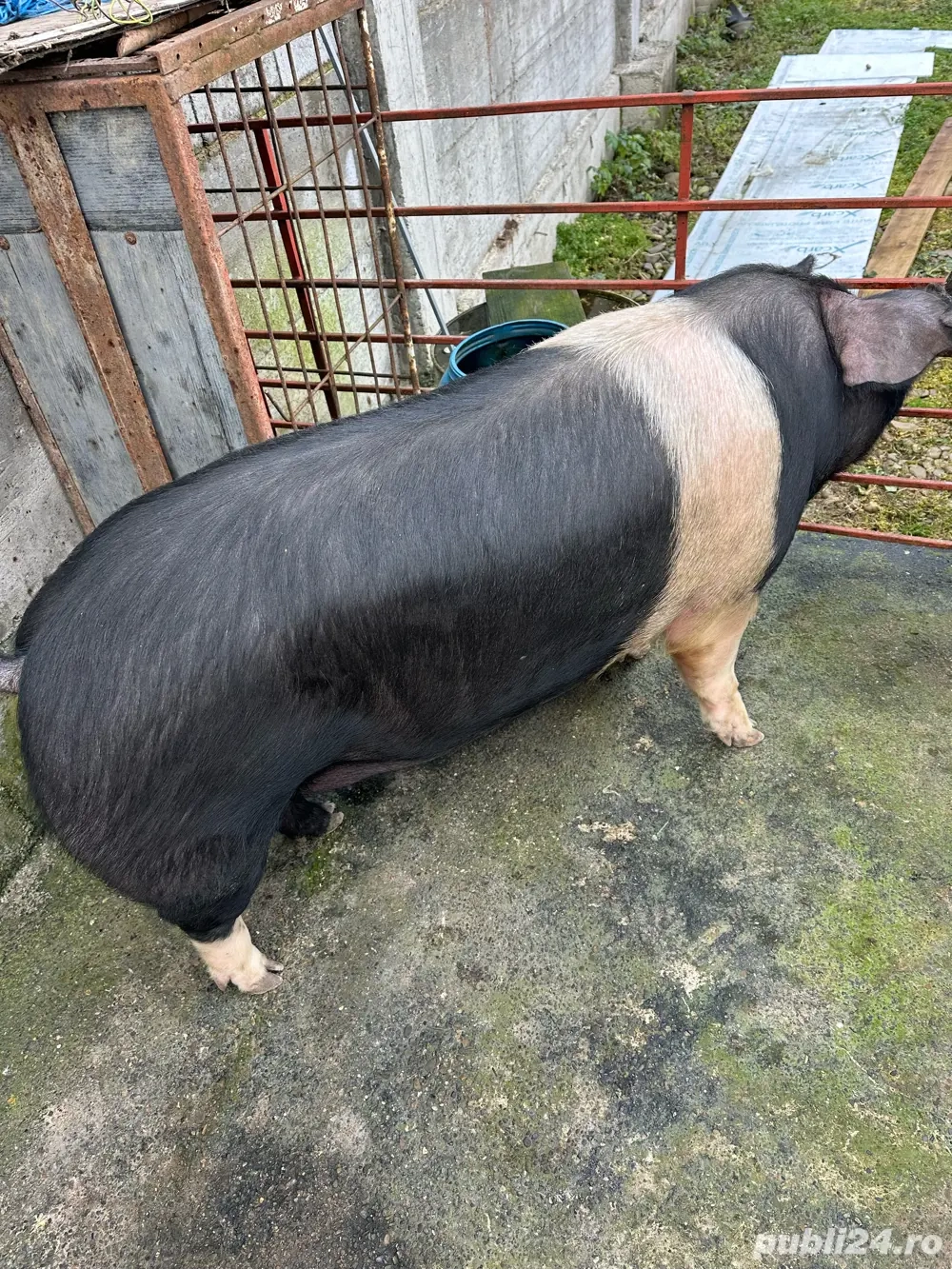 Porc Basna pentru sacrificat