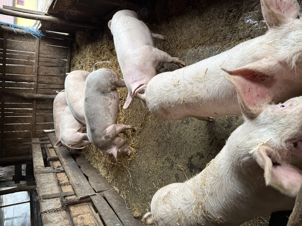 Porci de vânzare 90-130kg