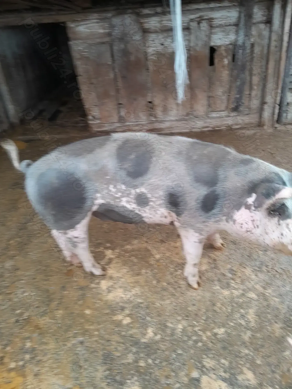 Vând porc gras.Are aproximativ 90 kg.