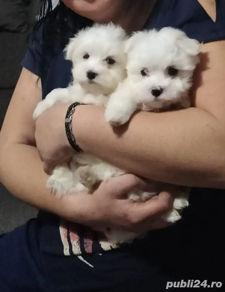 vând căței bichon 