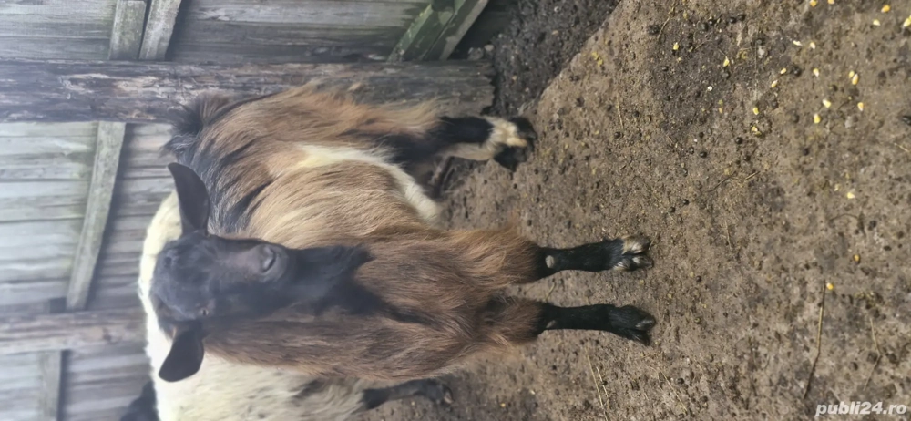 vand capre si o oaie