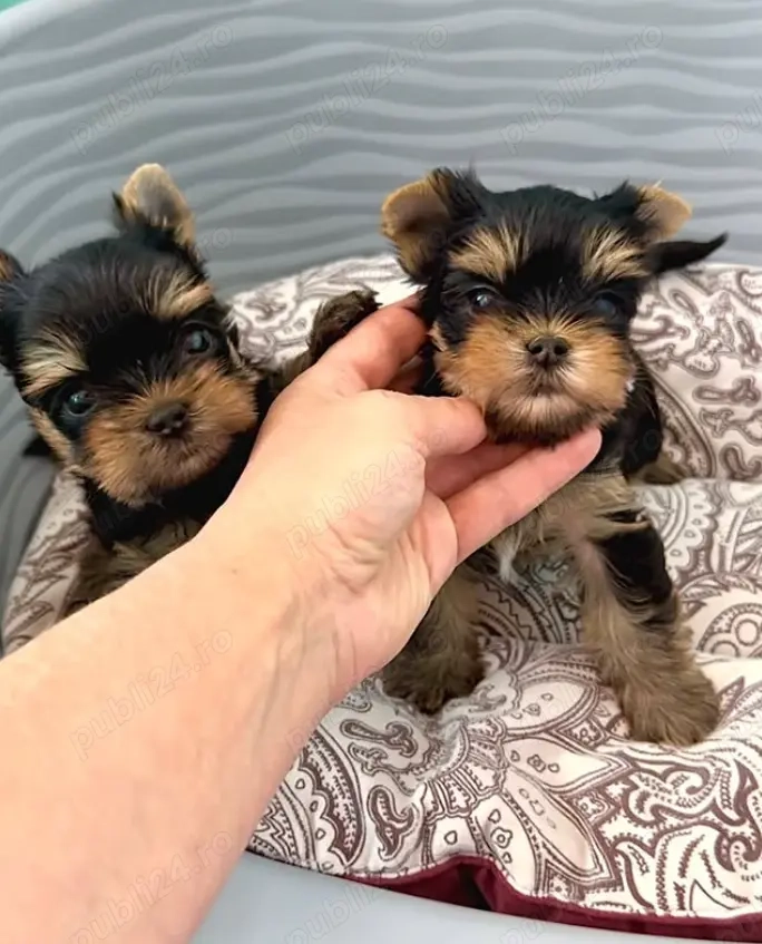 Yorkshire Terrier Mini Toy - Alege Calitatea 