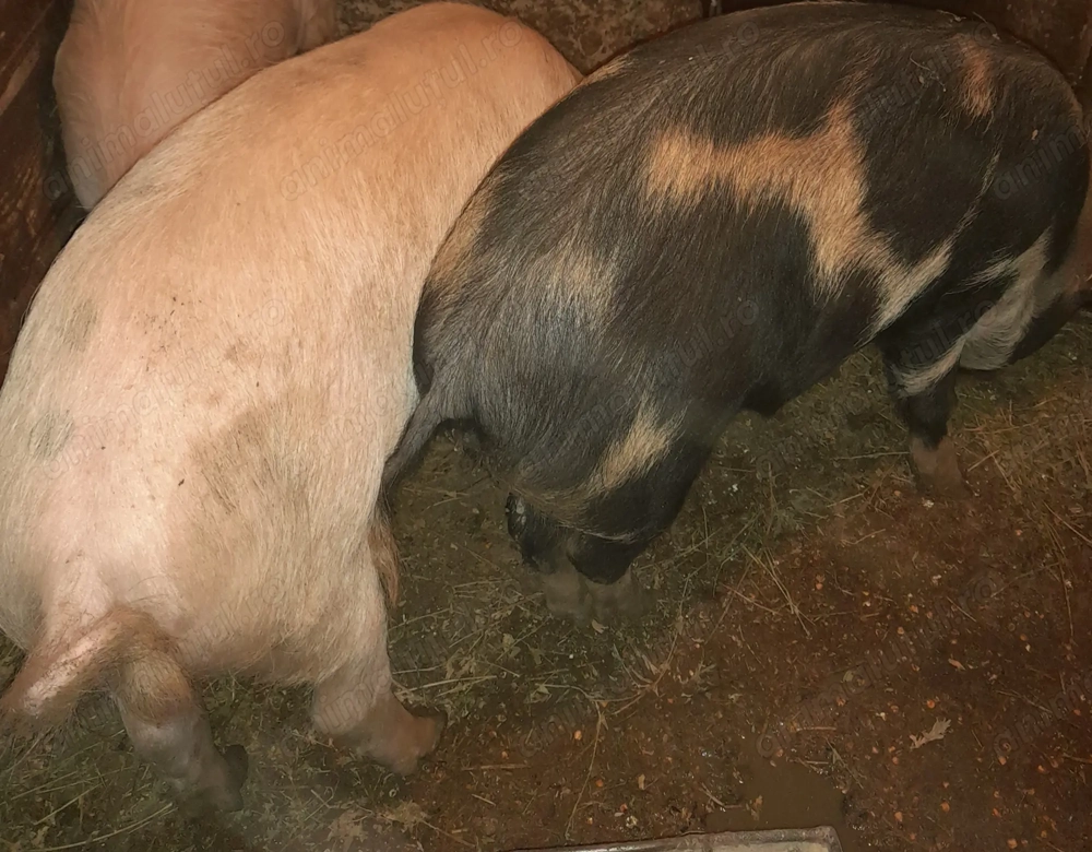 De vanzare 100 120kg