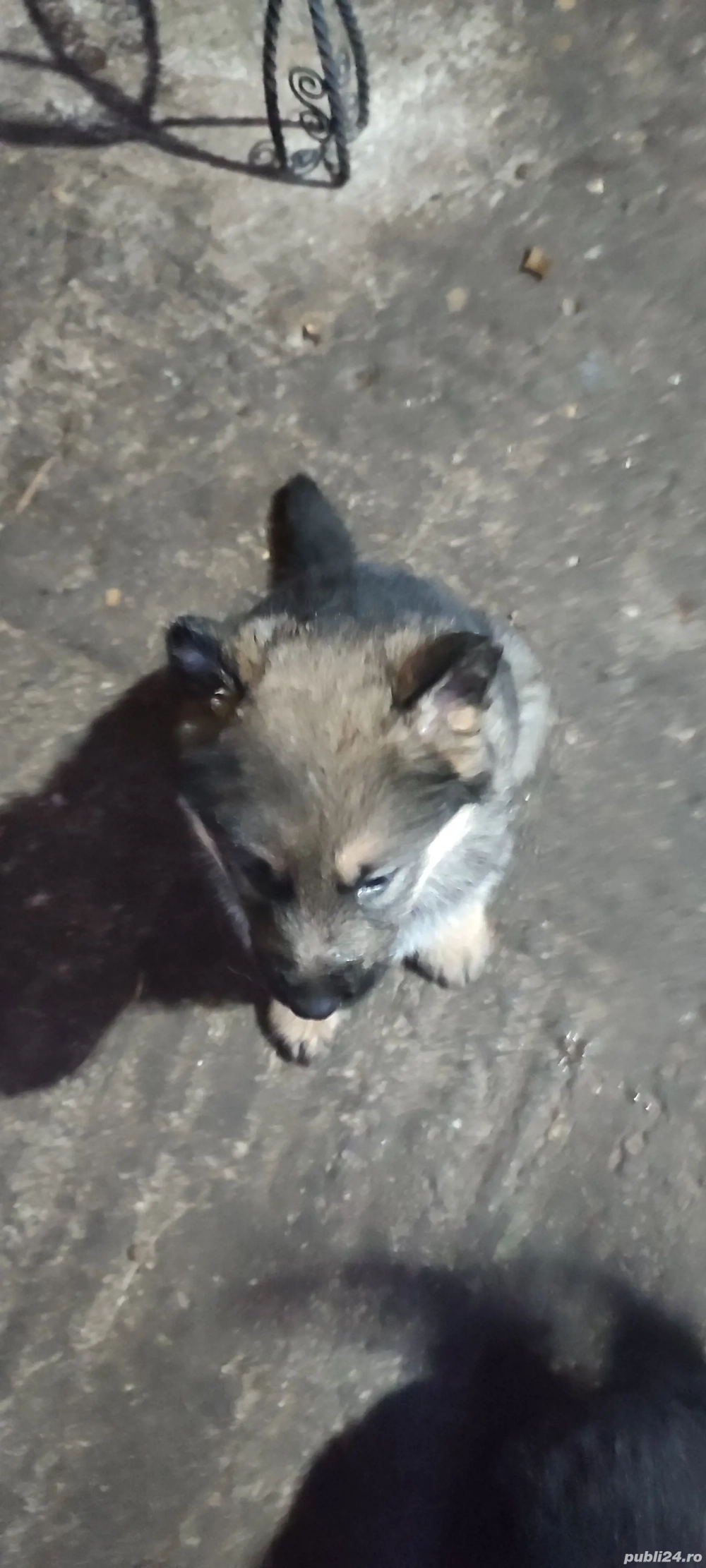 Am căței rasa "Ciobanesc german". 