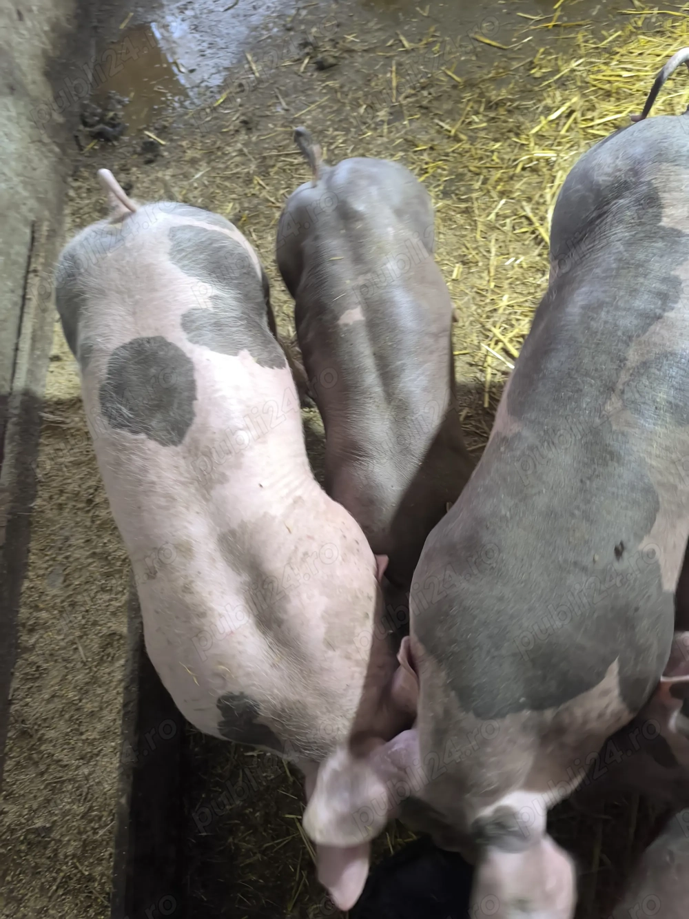 Purcei pietrain belgian de vânzare 