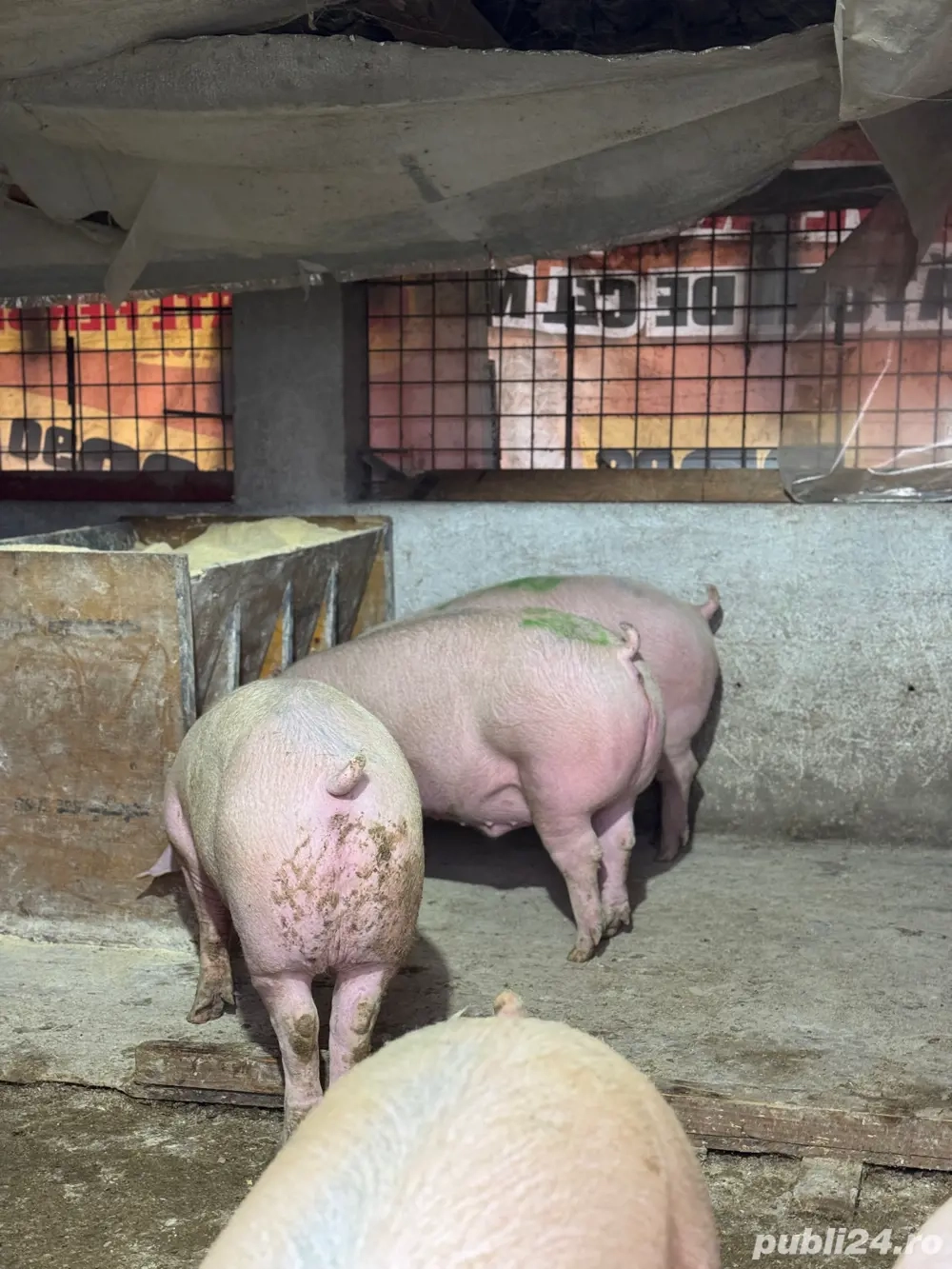 Porci De Carne De Vanzare