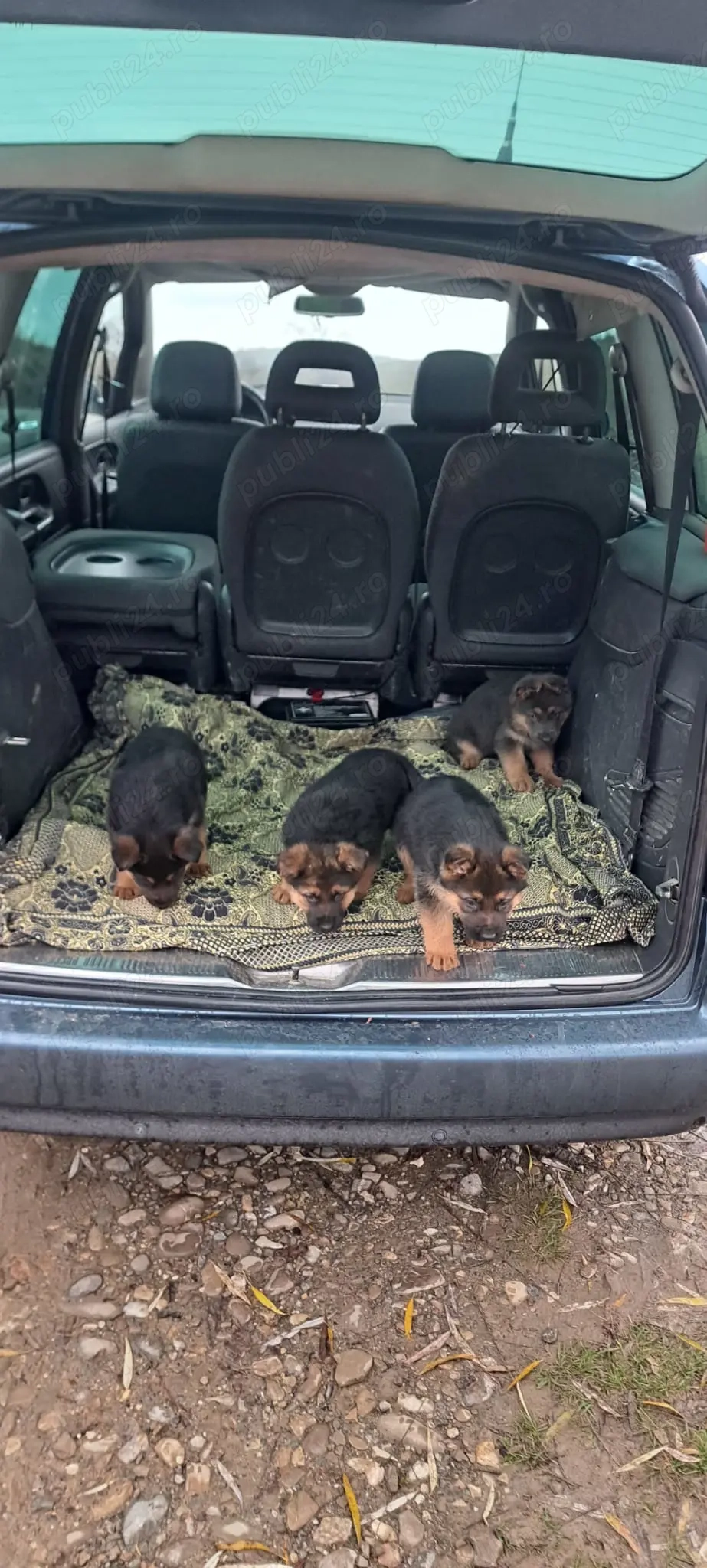 Se vinde Ciobanesc german cu pedigree 