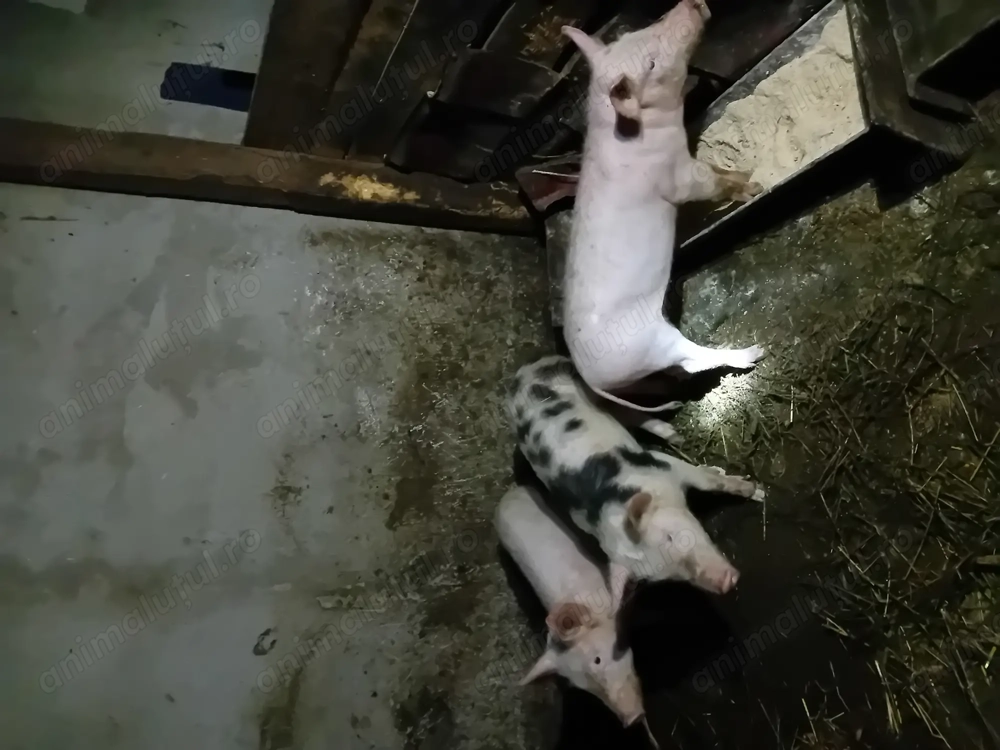 vând  patru purcei rasa de carne 