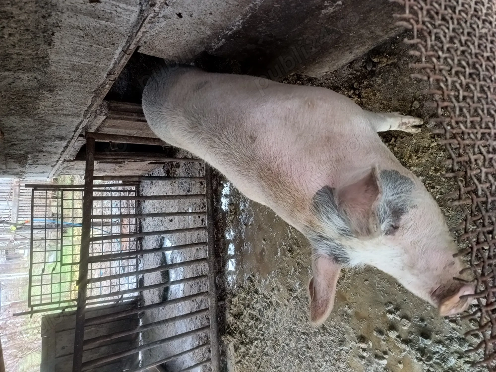 Porc pentru Crăciun 