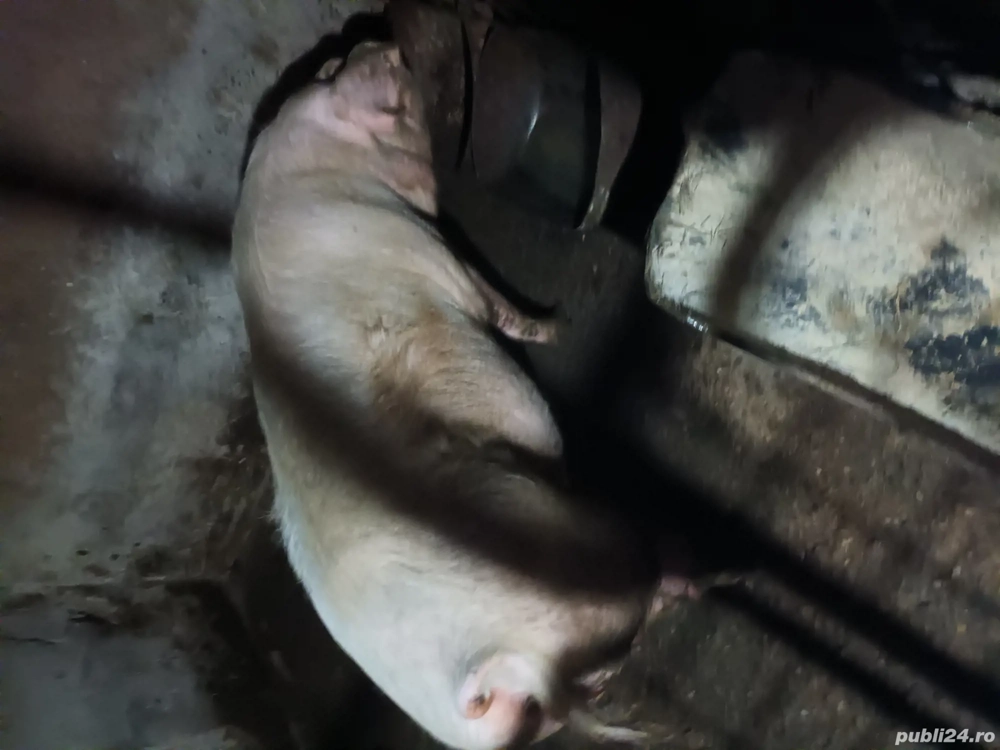 Vand scroafa de doi ani gestanta a trea oară montată an 20 octombrie