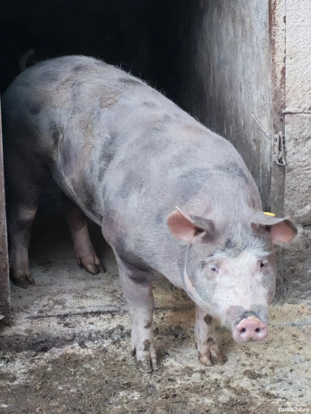 de vânzare 2,3 bucăți 