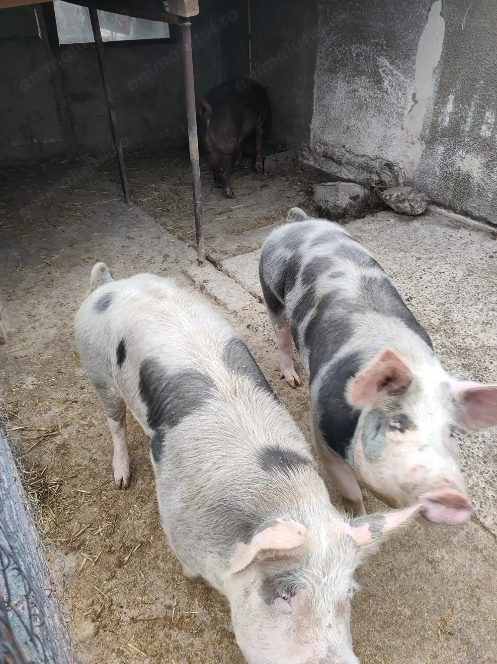 Porci de casa langa Ploiesti !