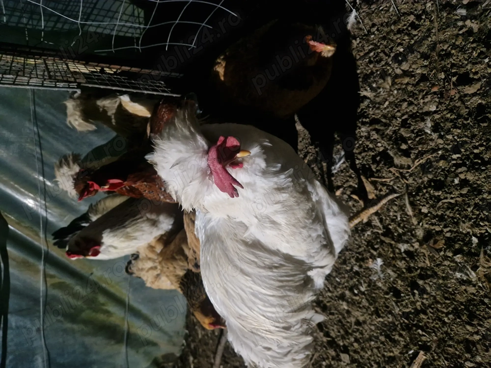 Vând cocoși generația 2025 