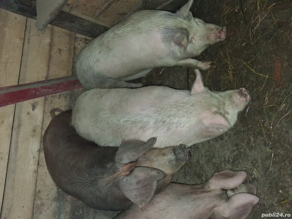 vand porci! 