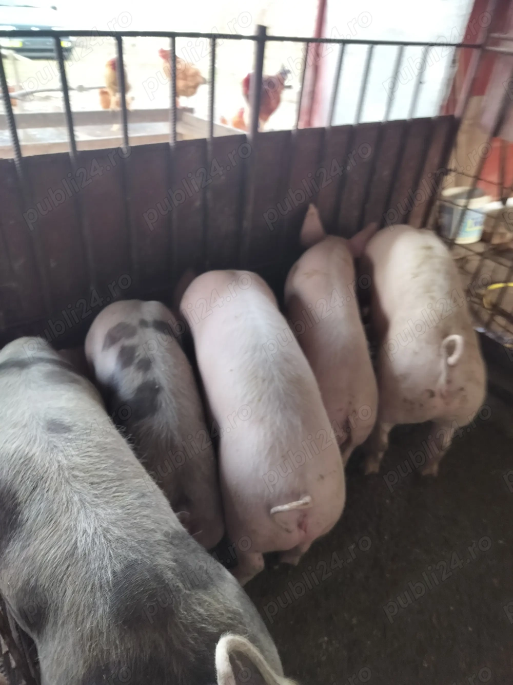 Vând grăsuni rasă de carne 