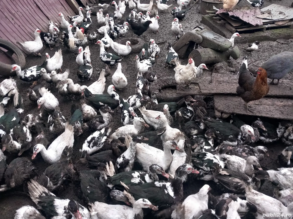 rate gotice(leșești)