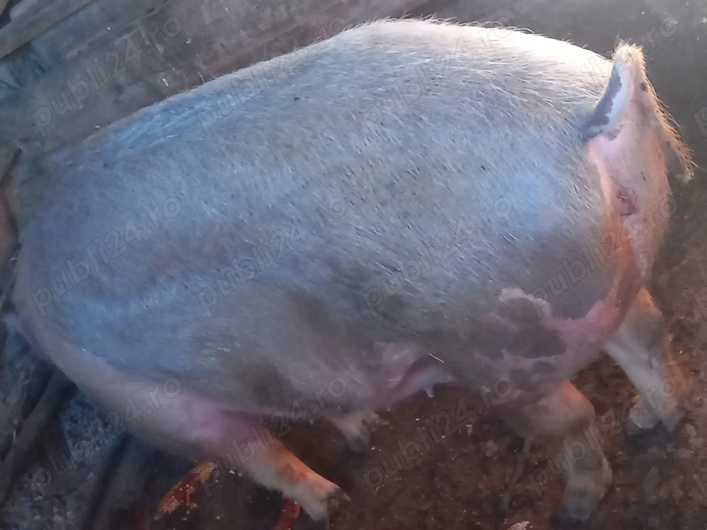 De vânzare 250 kg pret negociabil 