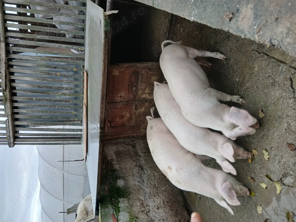 Vând porc gras , 90 kg -- 100 kg