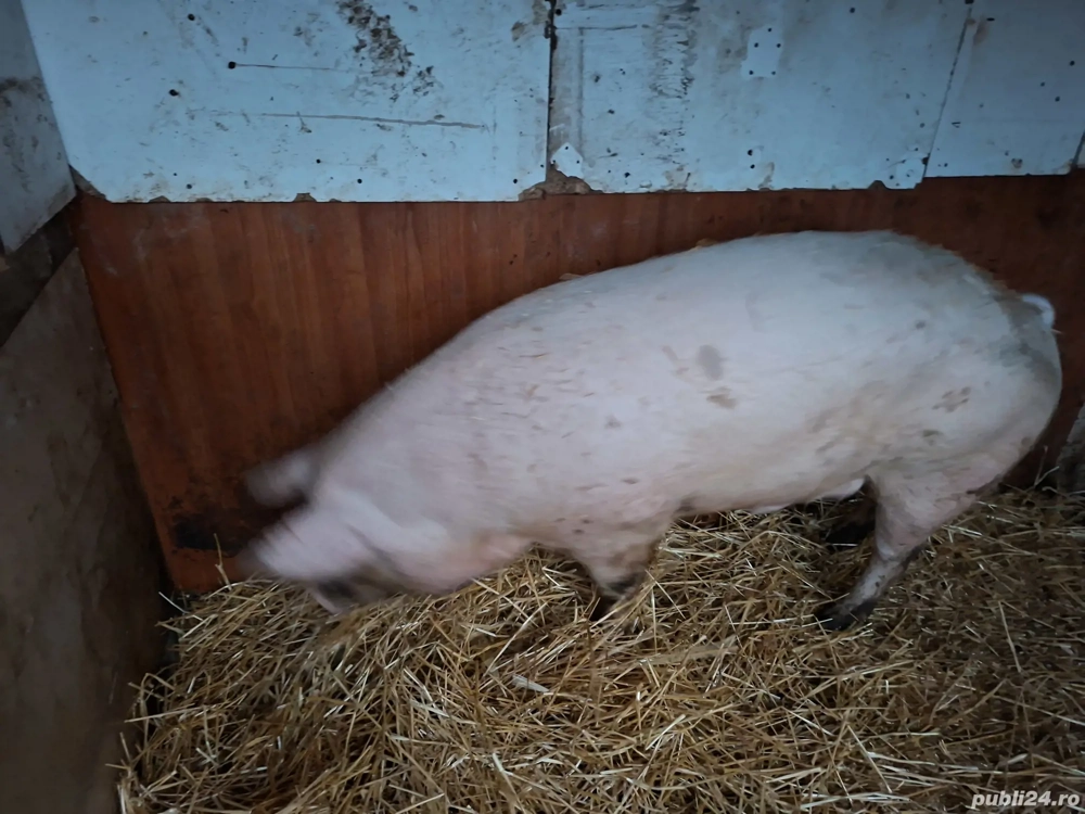 Vand marele alb , 200+ kg 