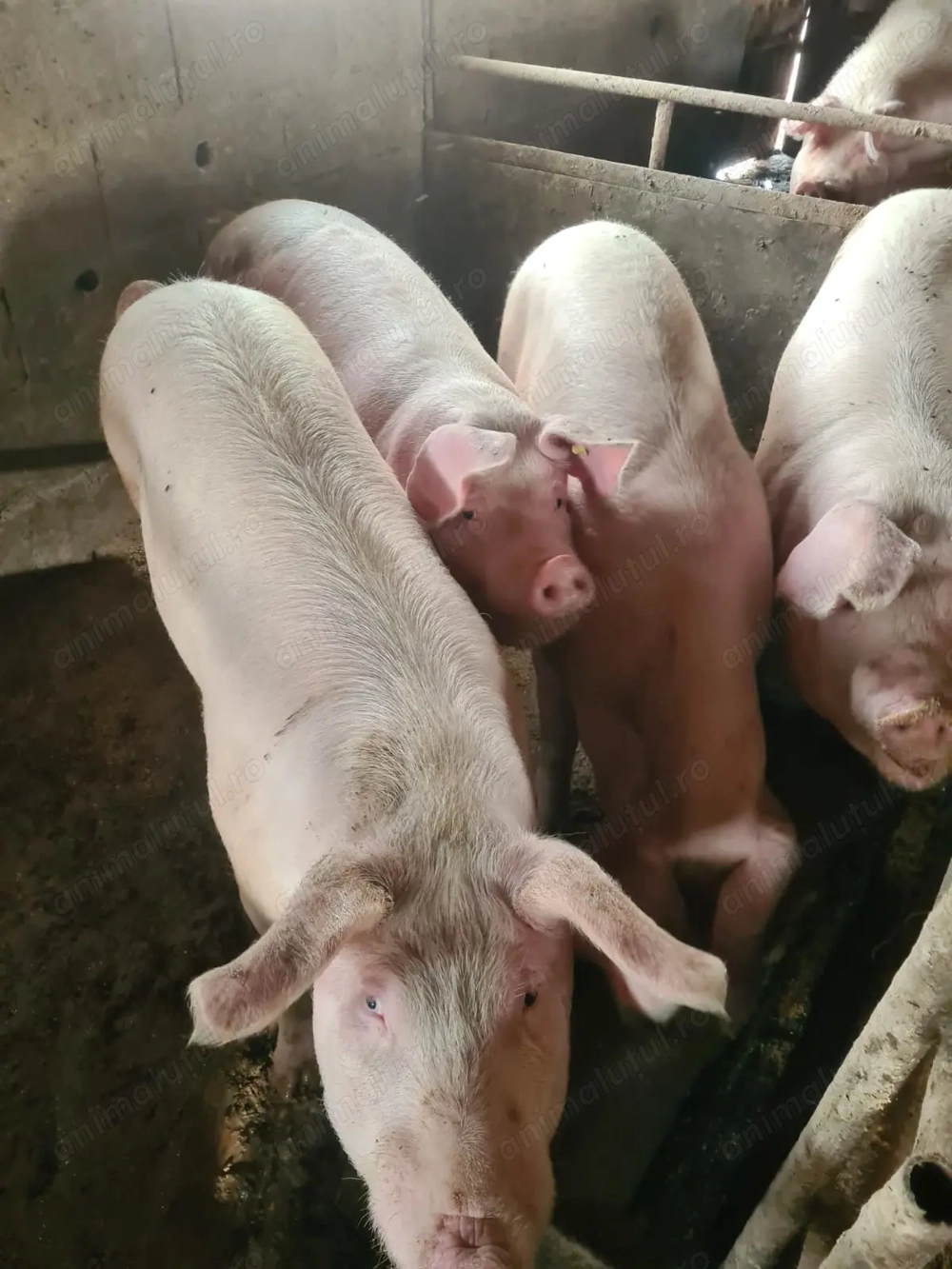 Vand porci Marele Alb 