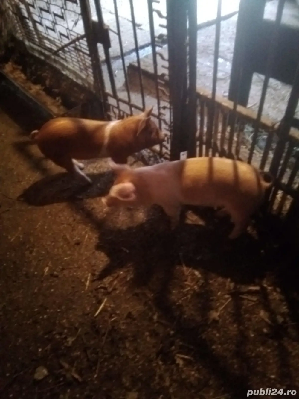 vand purcei de 8 saptamani .