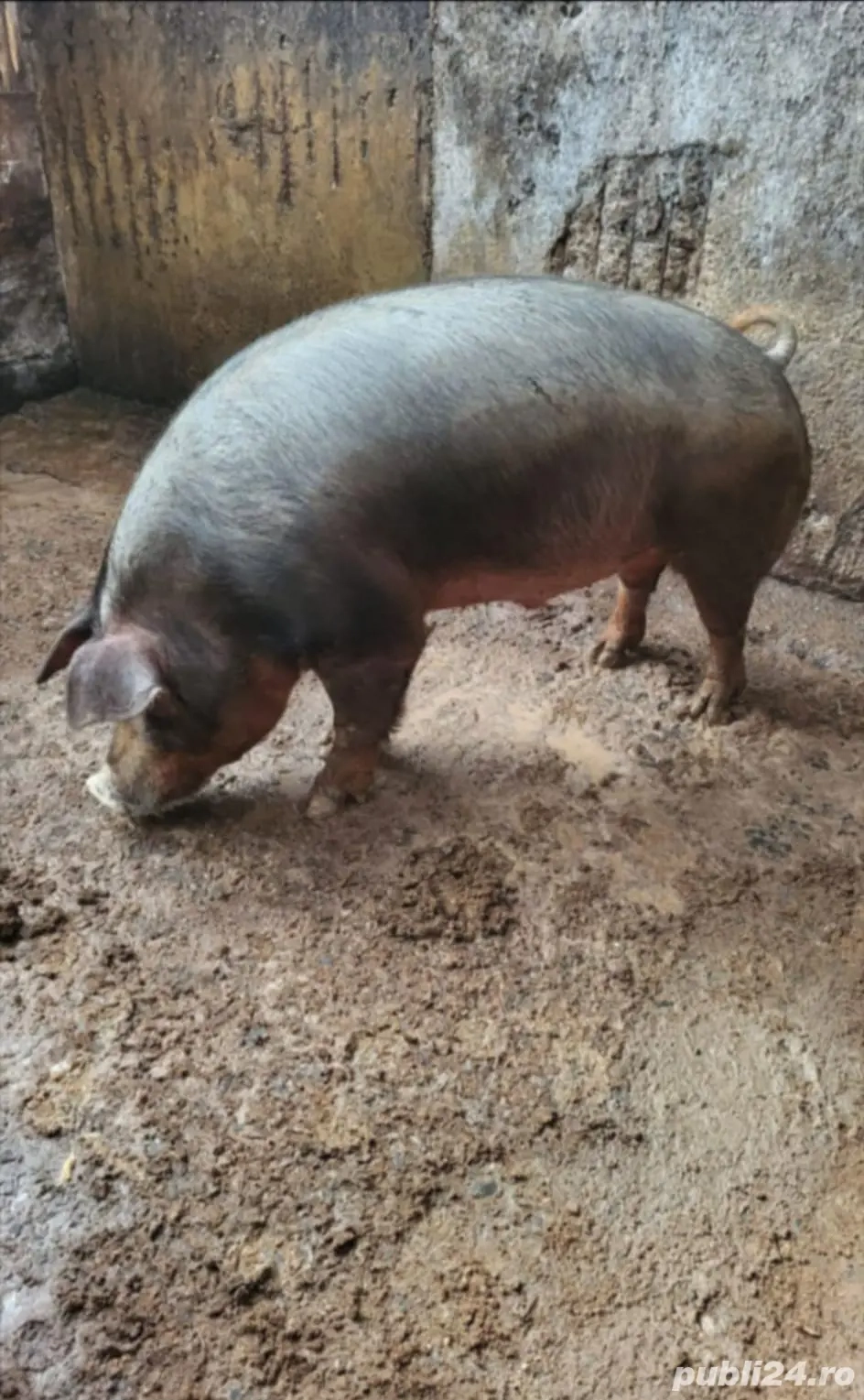 Porc duroc