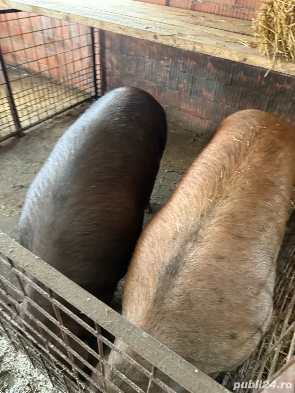 Porci diferite marimi de vanzare