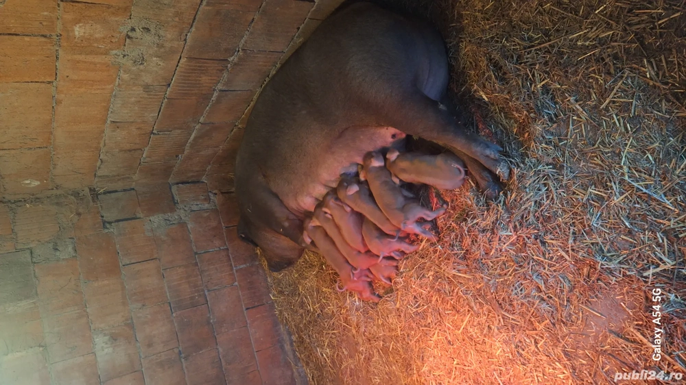 purcei durok rasa pura