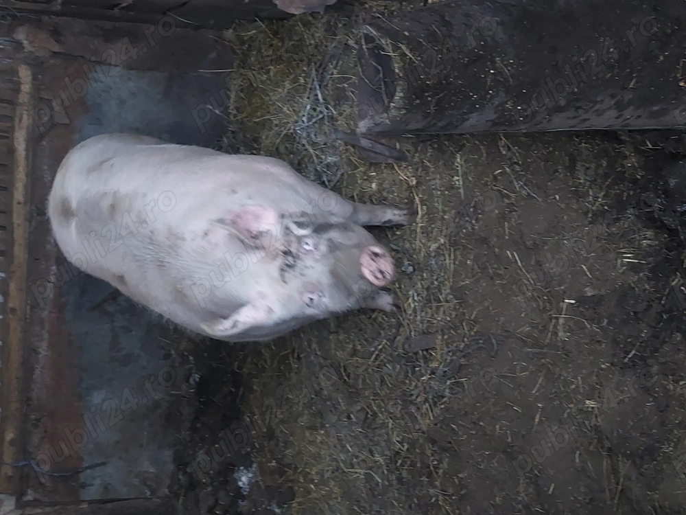 Vand porci ,curci și curcani!