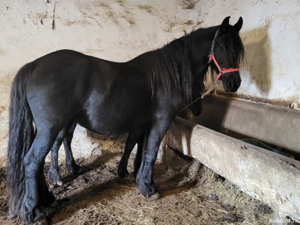 vand iapa friz cu o manza