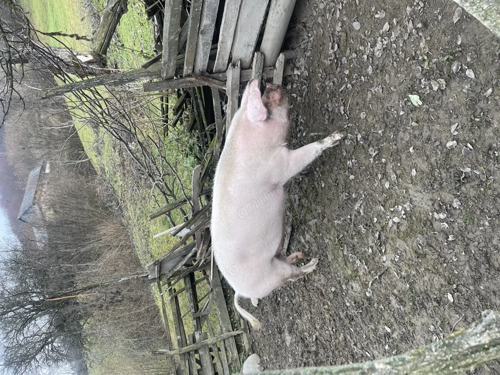 Vând porci crescuți natural!