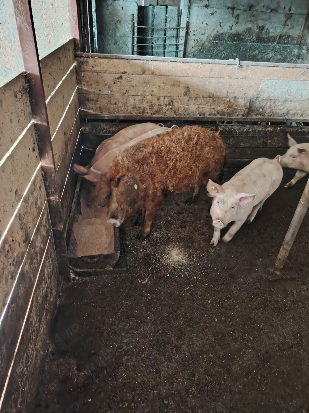 Vand soldani  frumosi