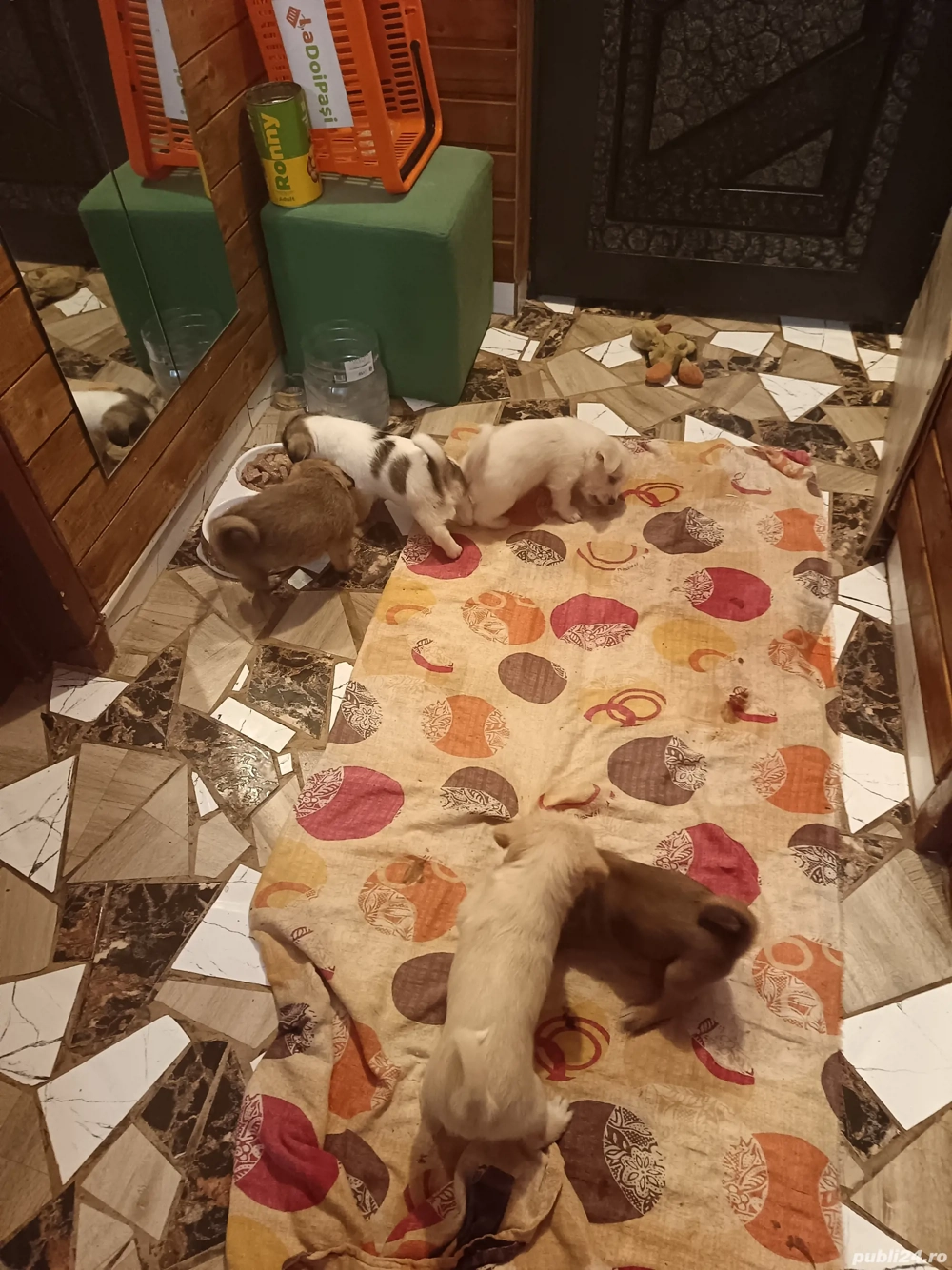 vand cățeluși bichoni 