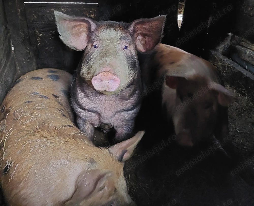 Porci de vanzare,  hraniti la cazan, 100% bio 