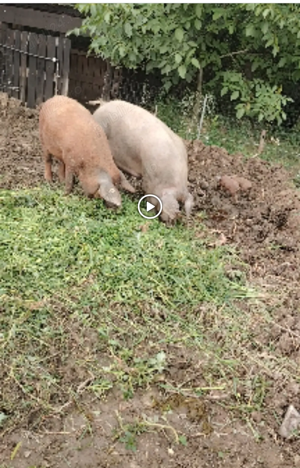 Vând mangaliță cu Duroc 120 kg