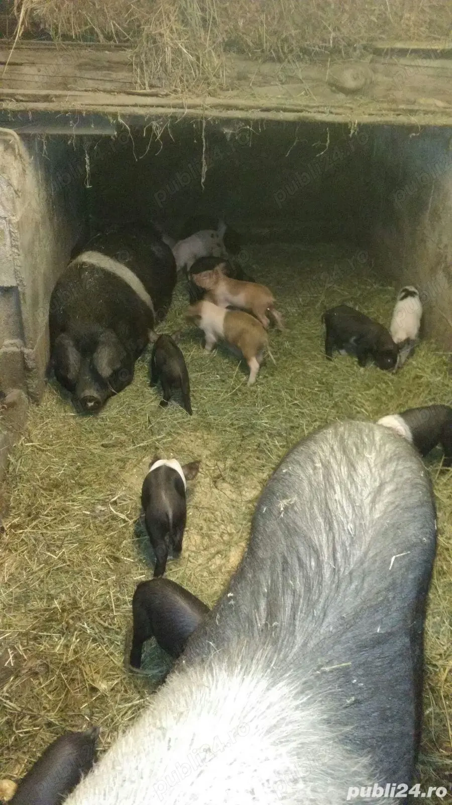 vand porci 80-300  kg