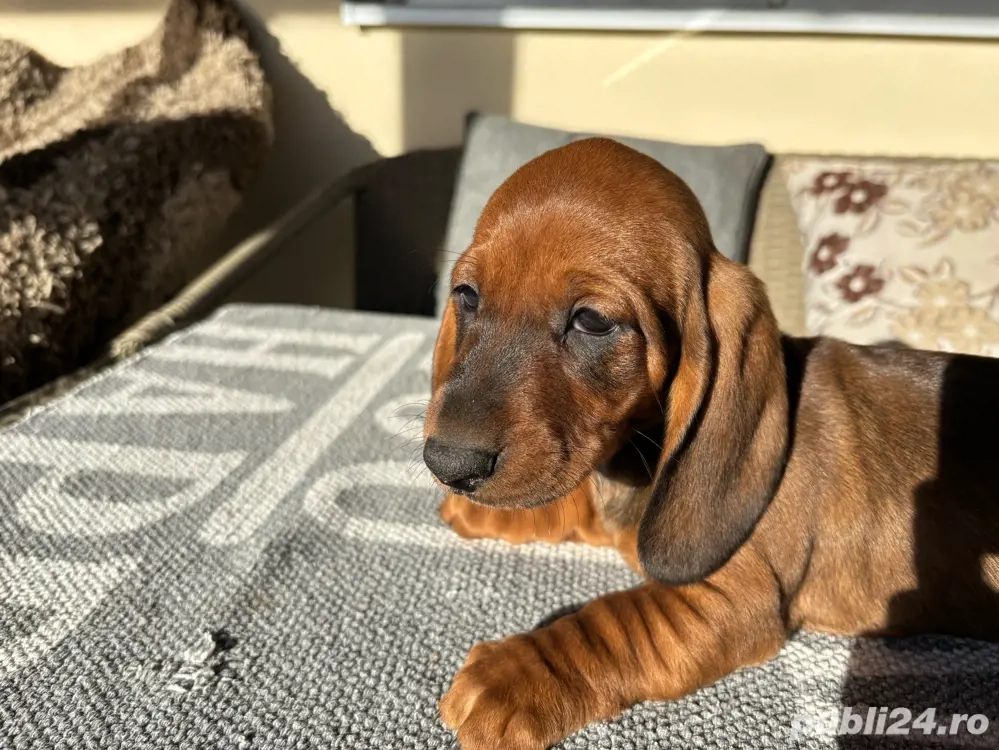 Teckel standard maro