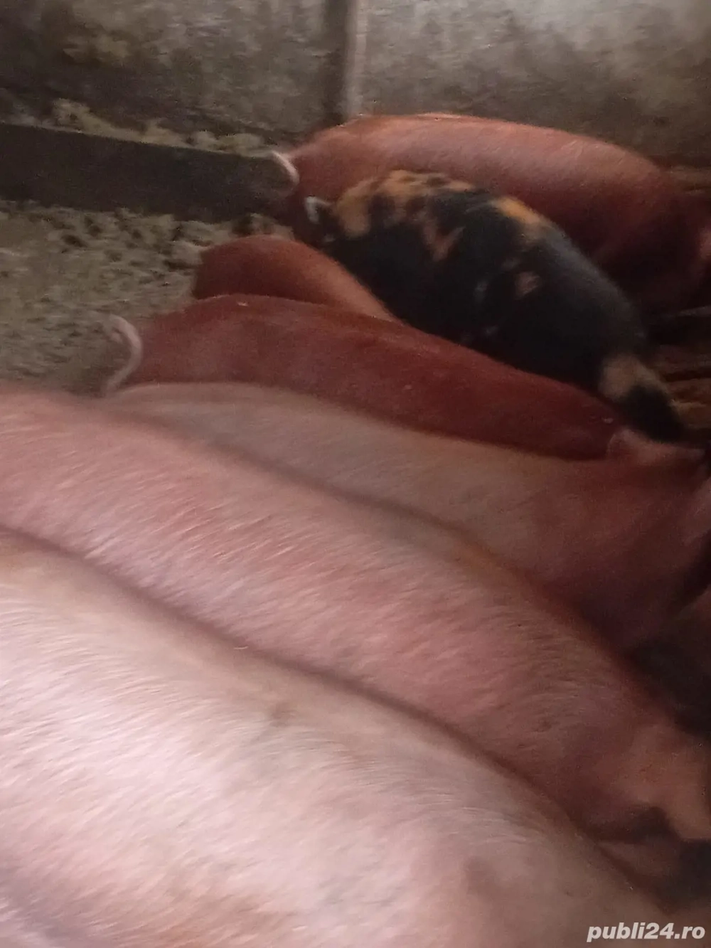 vând porci 70 până la 90 kg