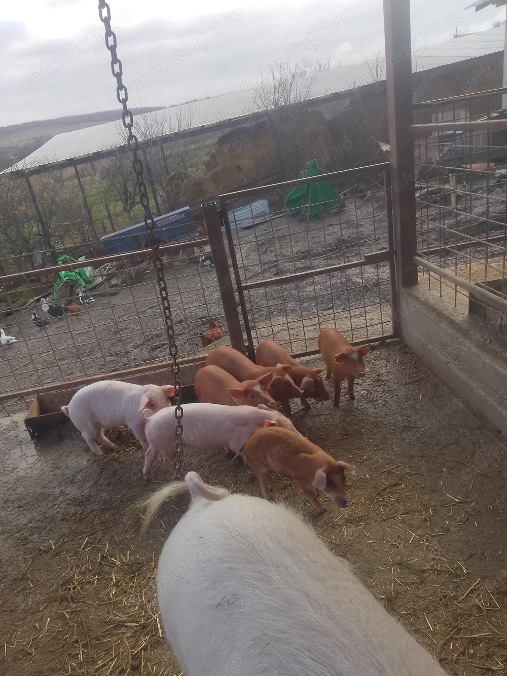 Vând purcei landrace îi