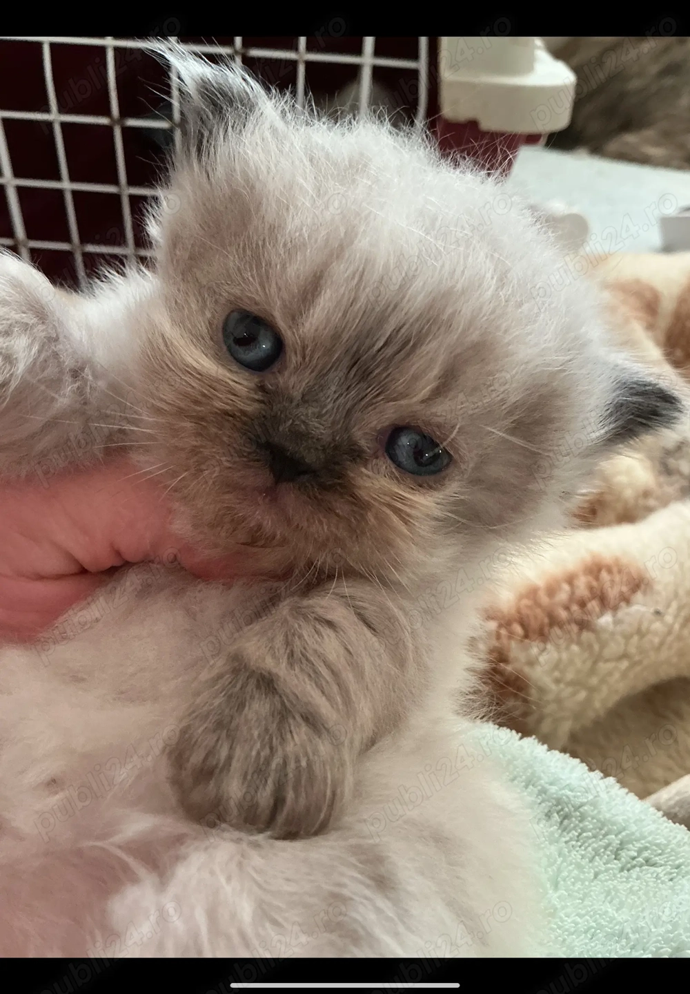 Pisicuța persana chincilla silver shaded