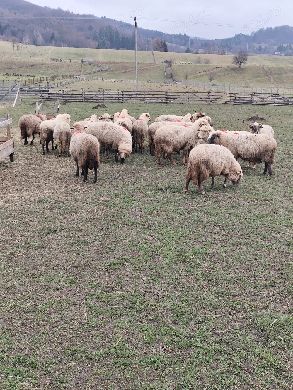 Oi rasa tigaie - 20 fatatoare