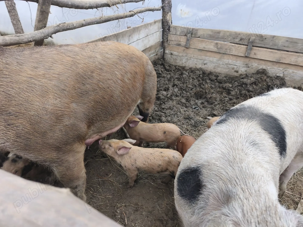 Purcei de 6 săptămâni 