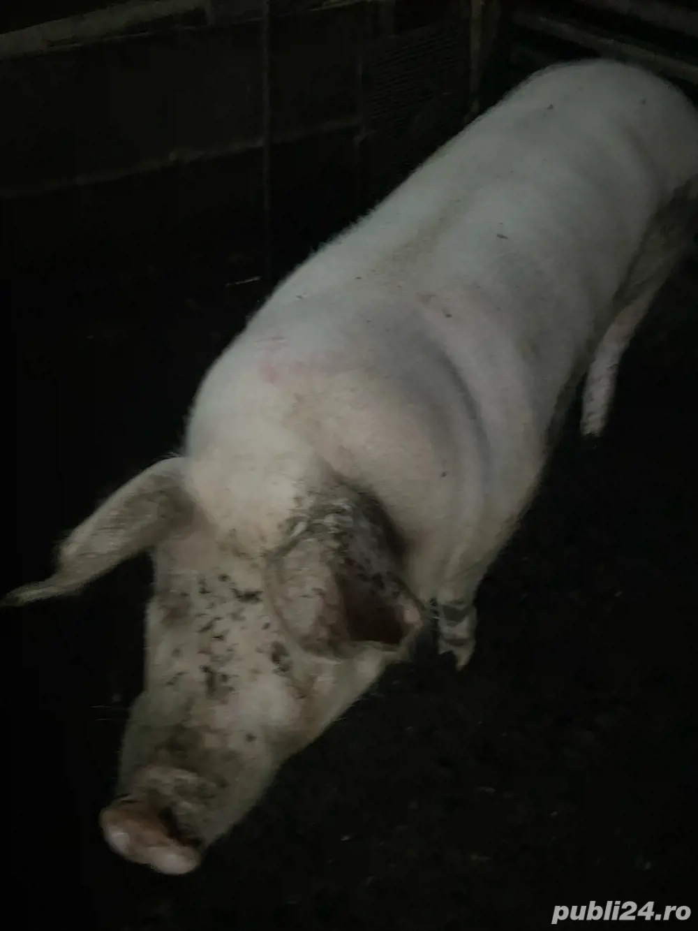 Vand porci. Surdulești Argeș