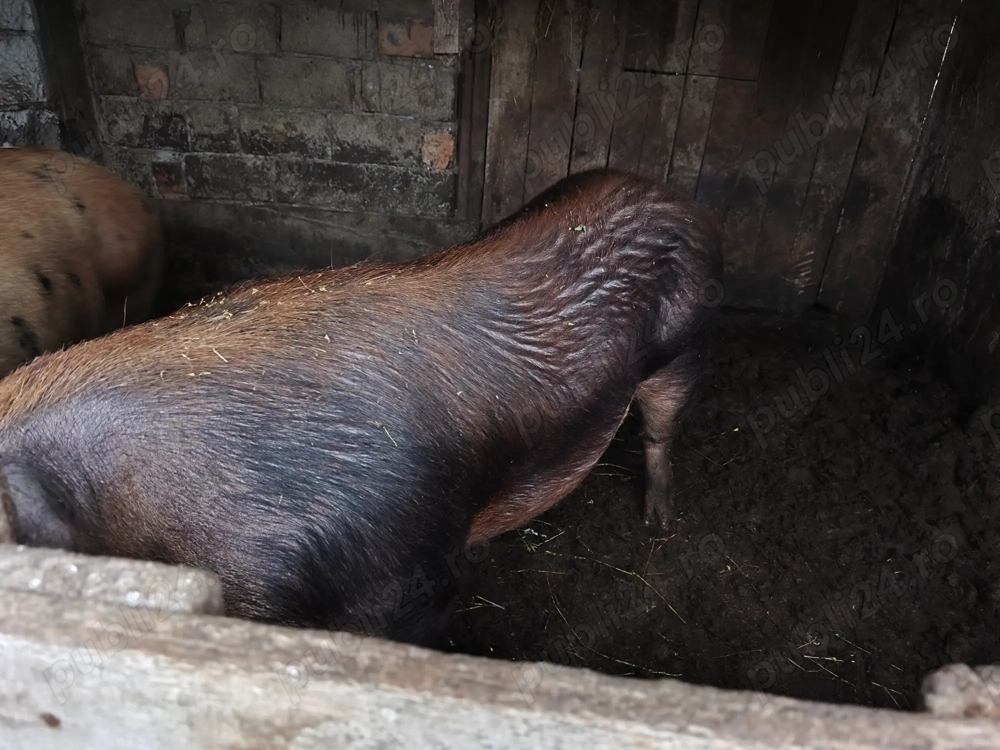 Vând porc de carne rasă duroc, întreg, jumate sau sfert
