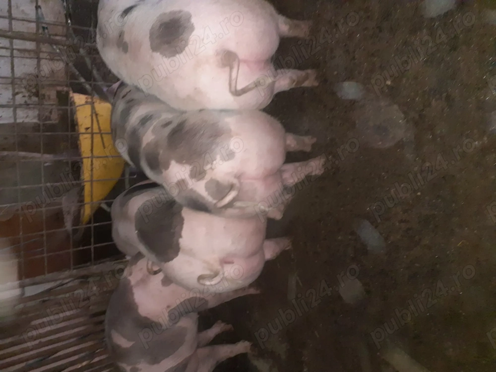 Vând porci de Crăciun 