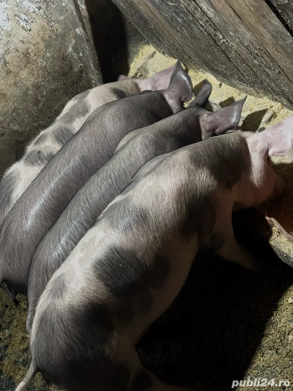 Purcei sanatosi 30-60 kg